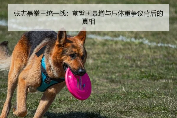 张志磊拳王统一战：前臂围暴增与压体重争议背后的真相